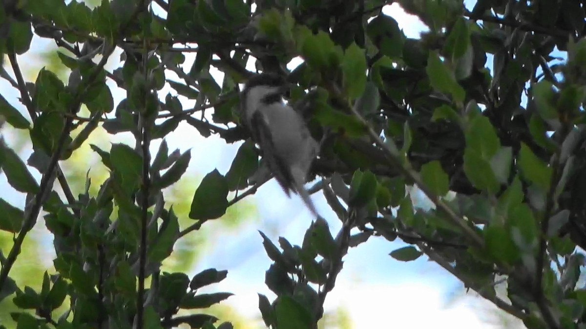 Chestnut-backed Chickadee - ML623950254