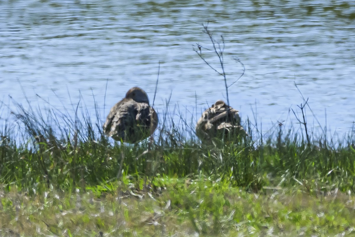 Yellow-billed Pintail - ML623950267