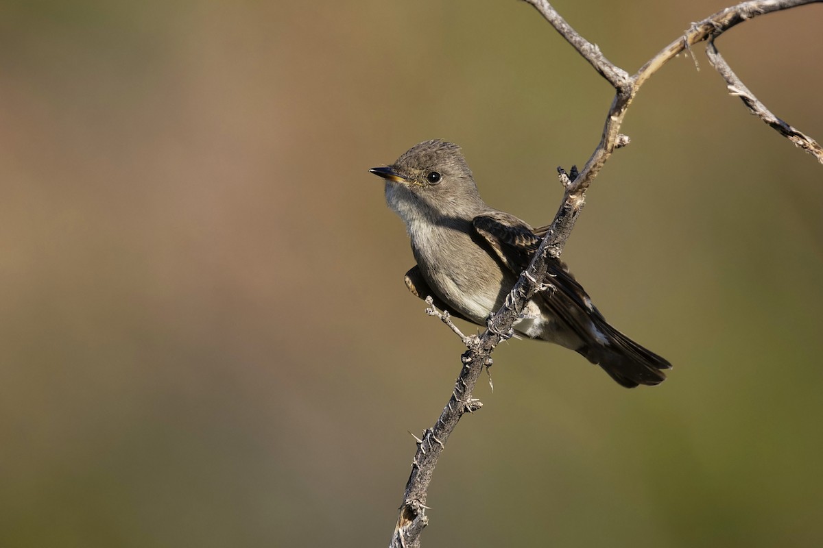 Western Wood-Pewee - ML623950268