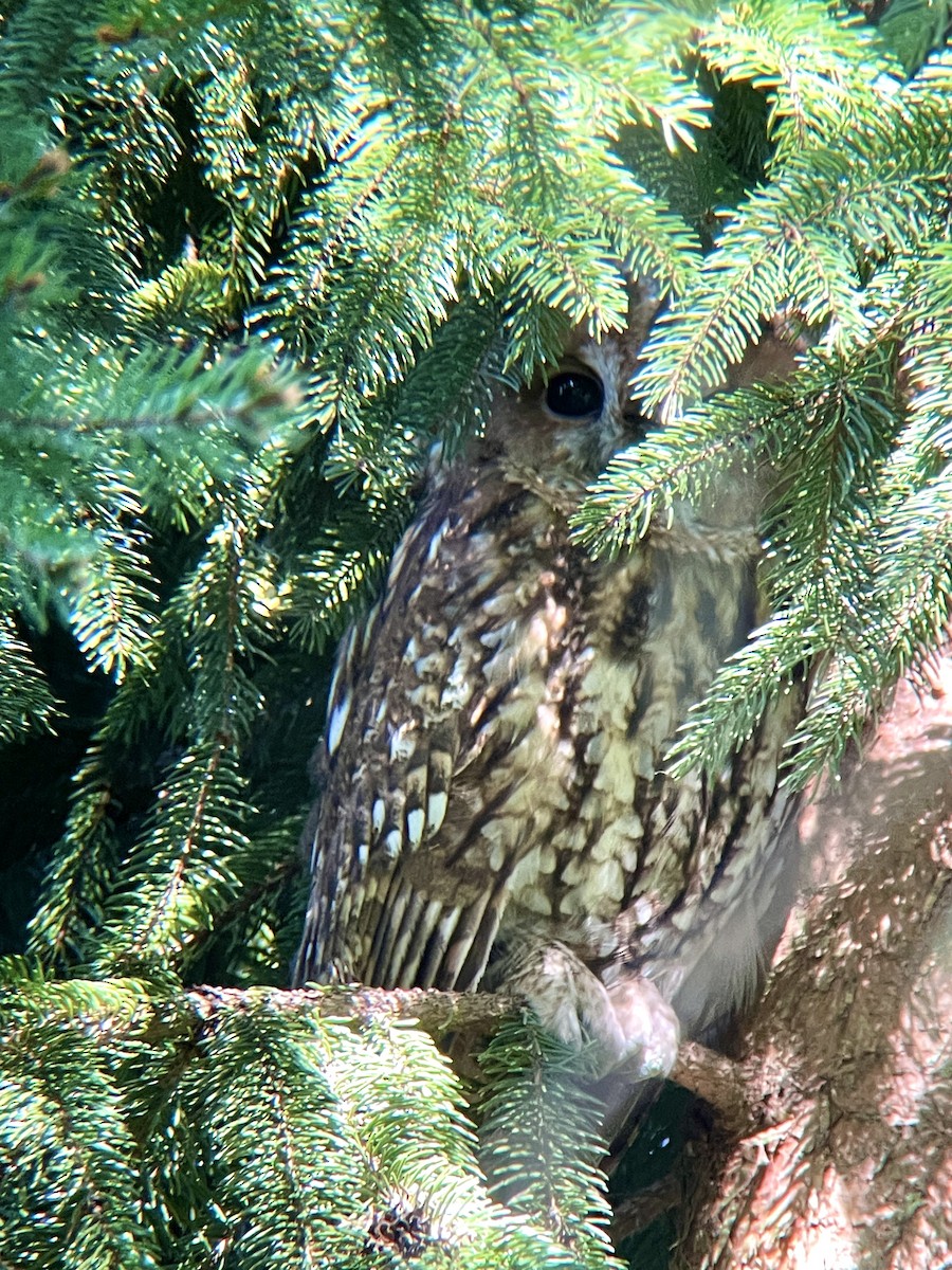 Tawny Owl - ML623950269