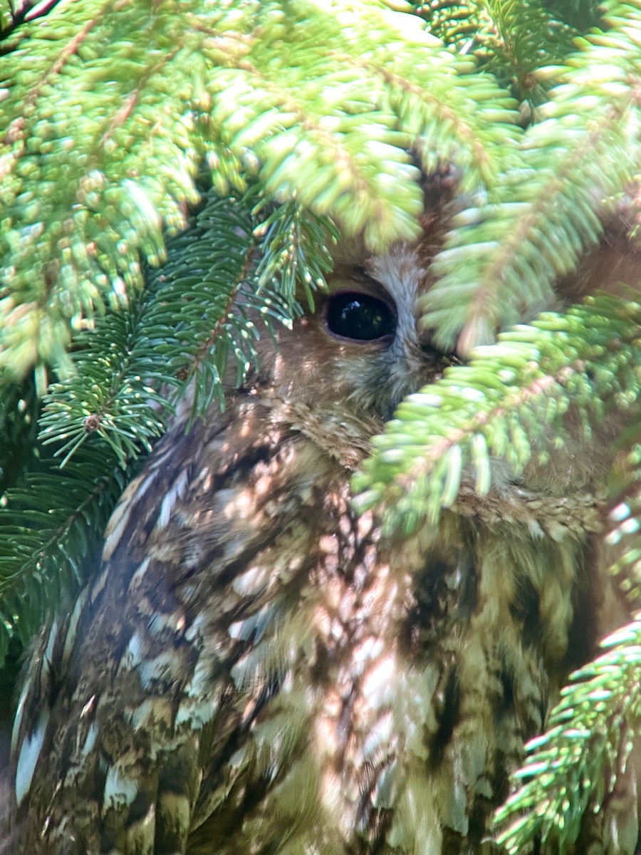 Tawny Owl - ML623950273