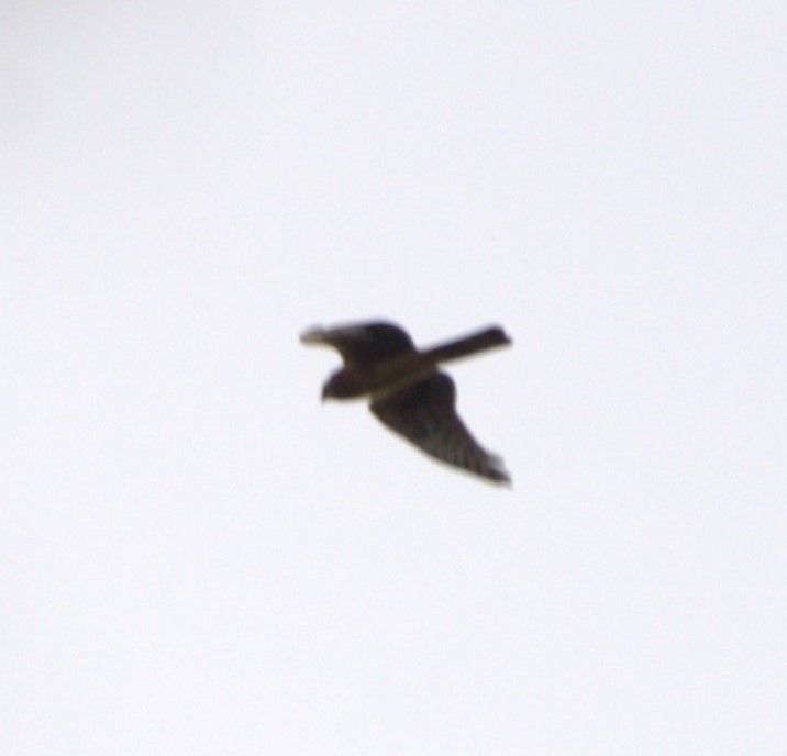 Northern Harrier - ML623950278