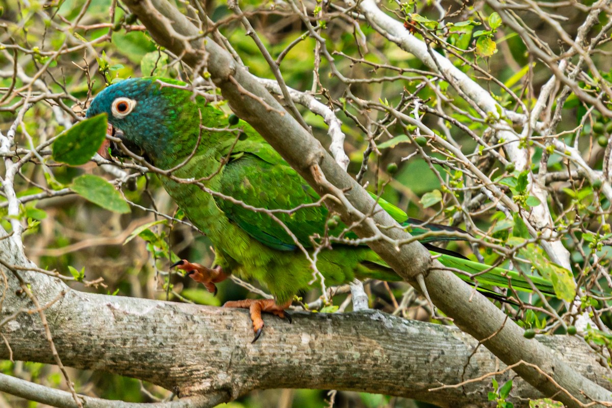 Blue-crowned Parakeet - ML623950289