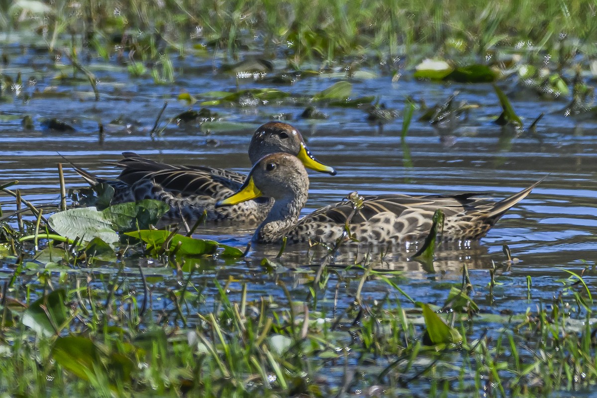 Yellow-billed Pintail - ML623950299