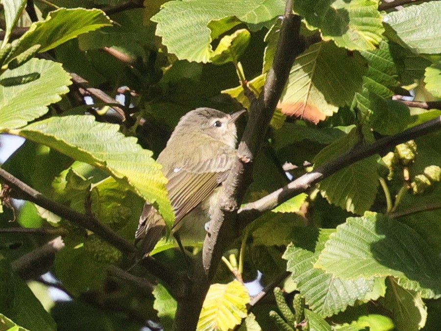 Sperlingsvogel, unbestimmt - ML623950301