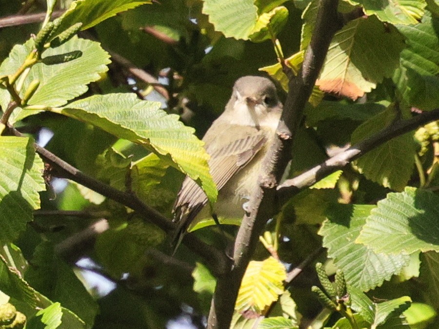 Sperlingsvogel, unbestimmt - ML623950302