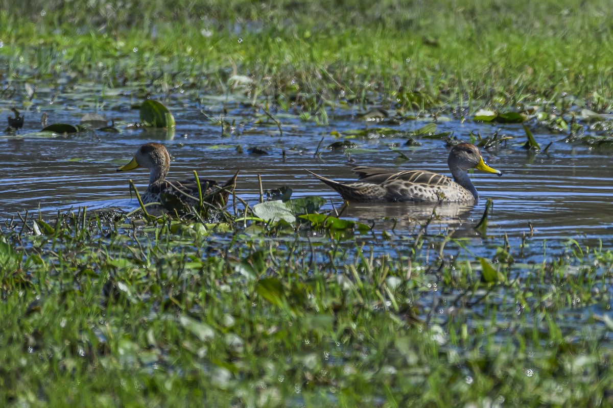 Yellow-billed Pintail - ML623950307