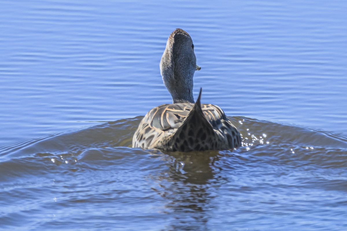 Yellow-billed Pintail - ML623950309