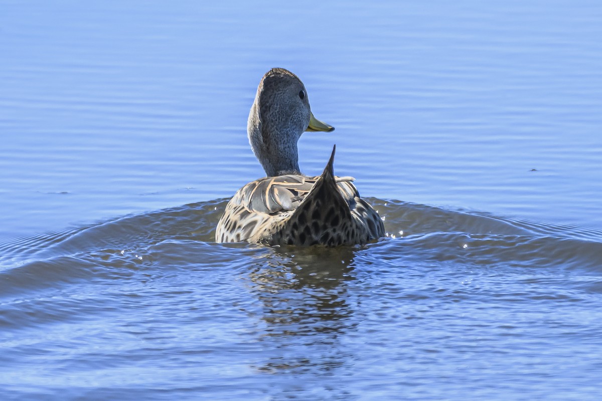 Yellow-billed Pintail - ML623950311