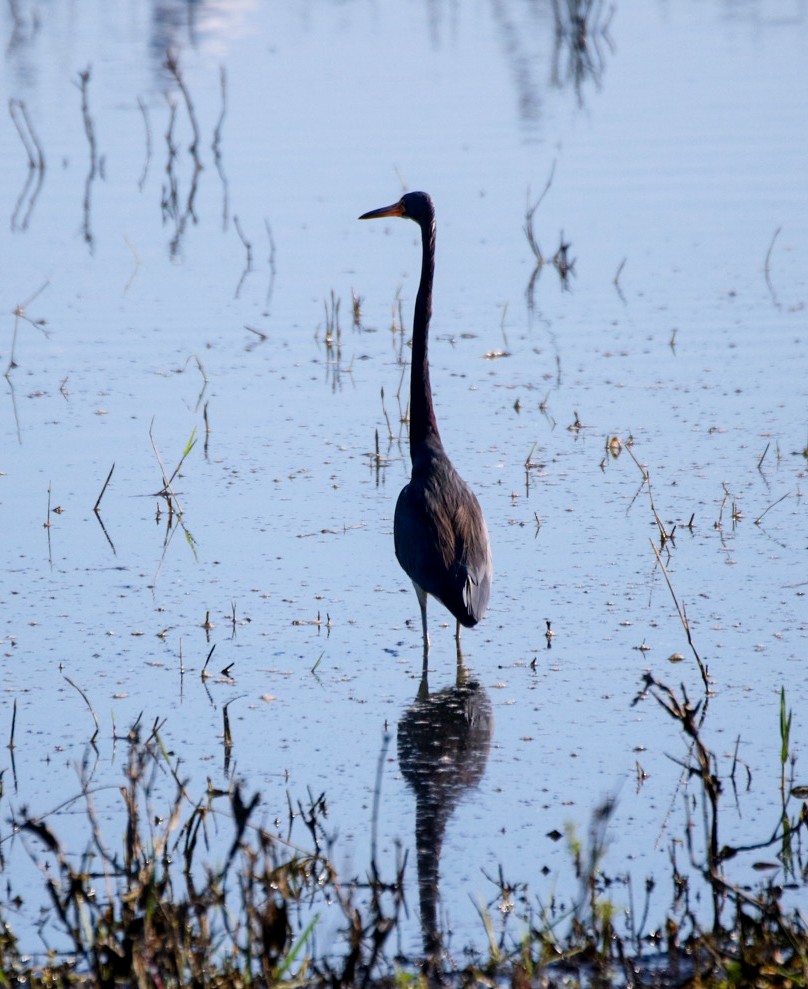 Tricolored Heron - ML623950314