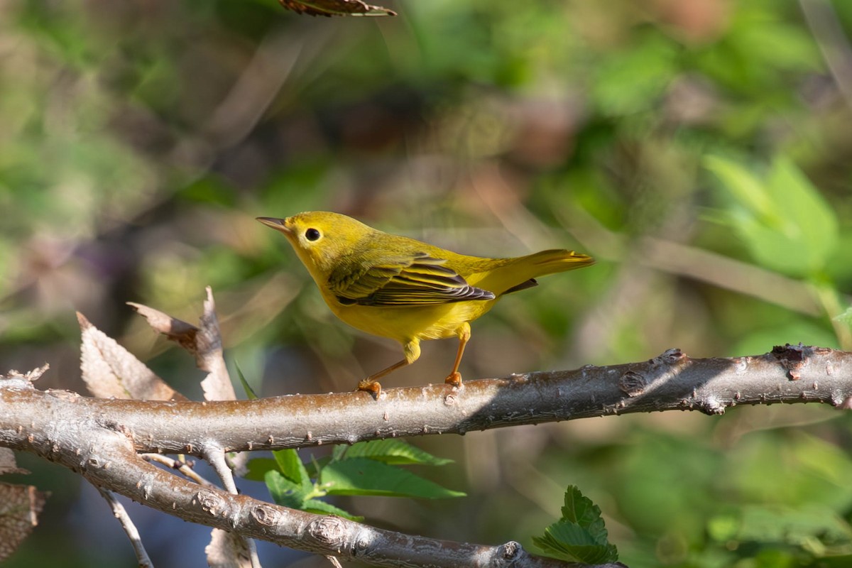 Yellow Warbler - ML623950330