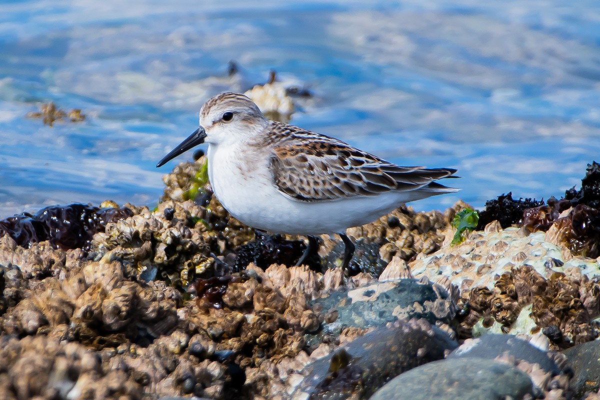 Western Sandpiper - Brandon Lloyd