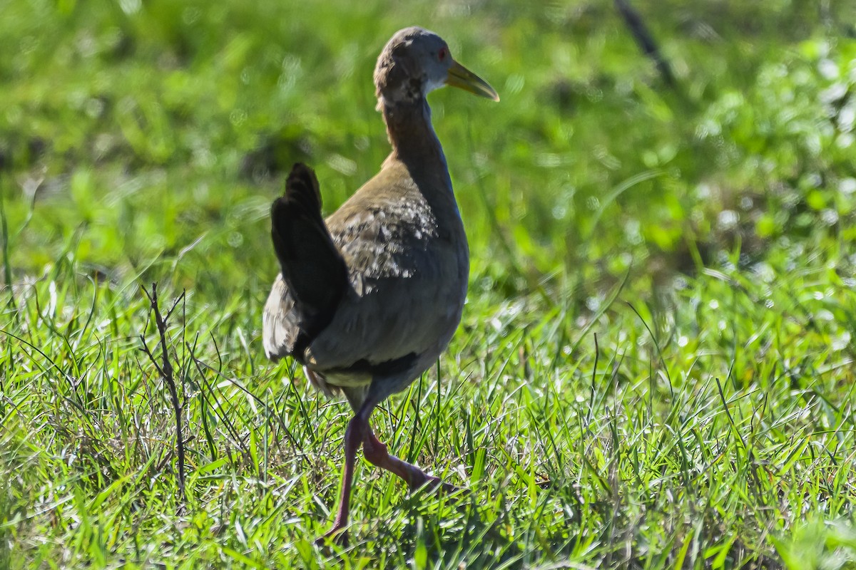 Giant Wood-Rail - ML623950369