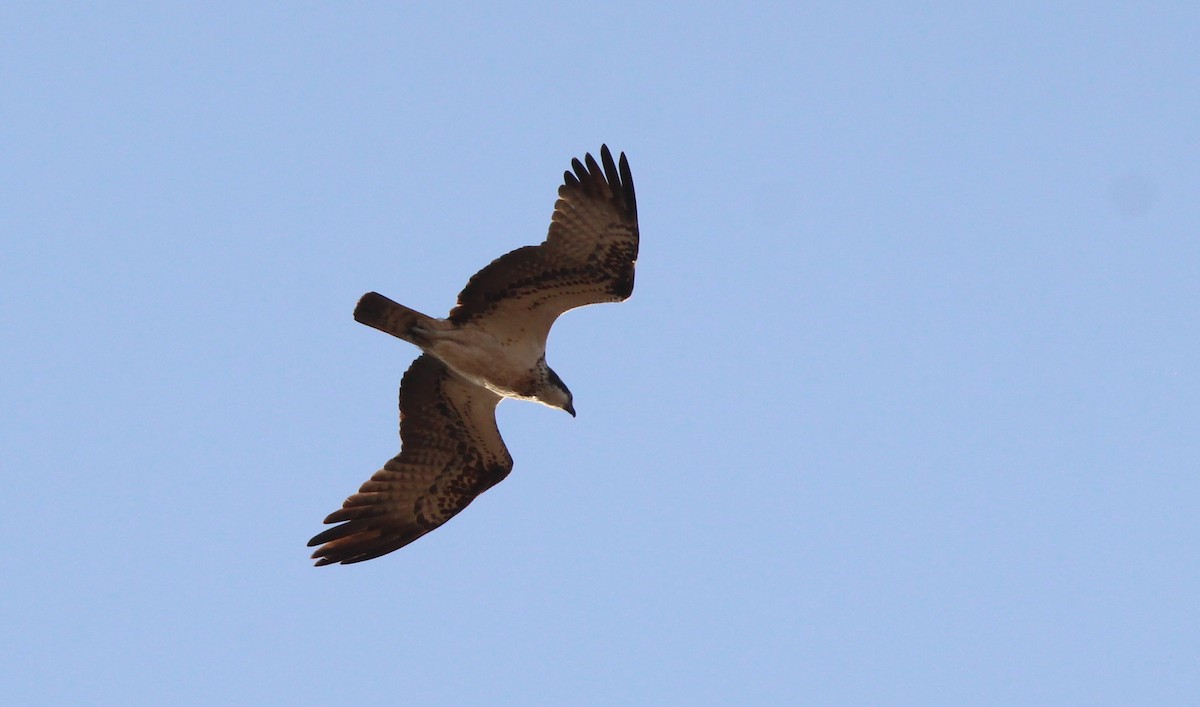 Águila Pescadora - ML623950376