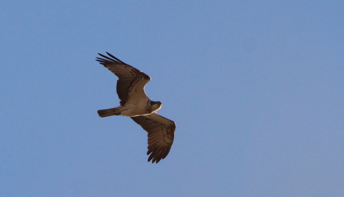 Águila Pescadora - ML623950377