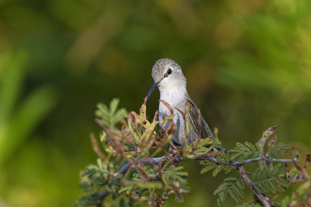 Costa's Hummingbird - ML623950384