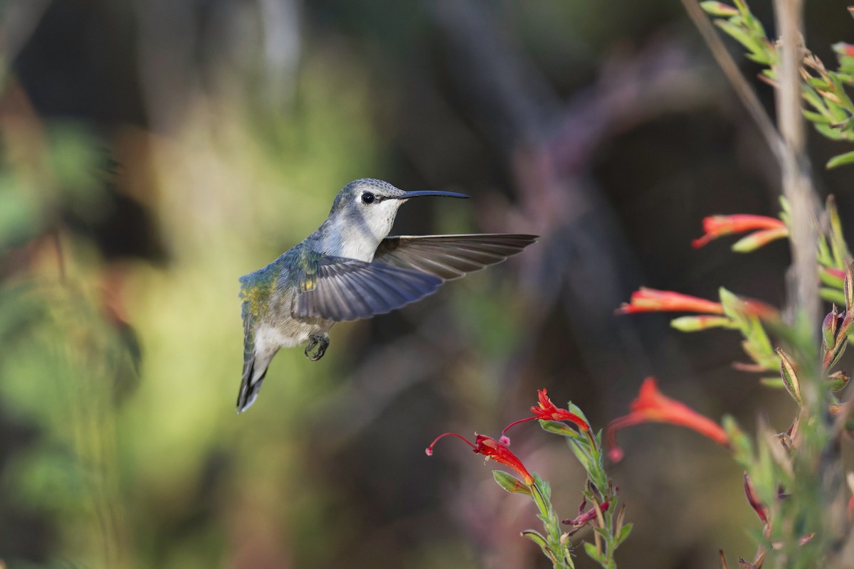 Costa's Hummingbird - ML623950385