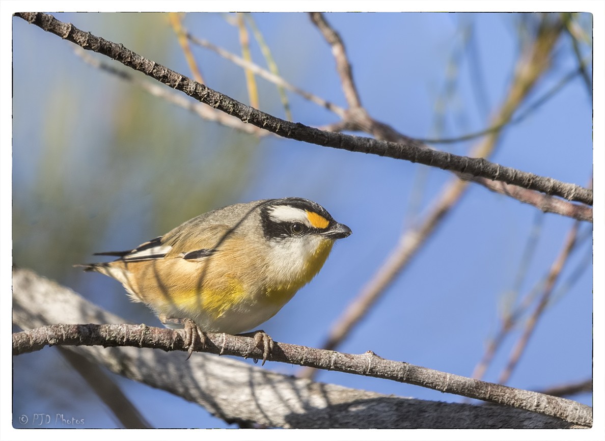 Striated Pardalote - ML62395041