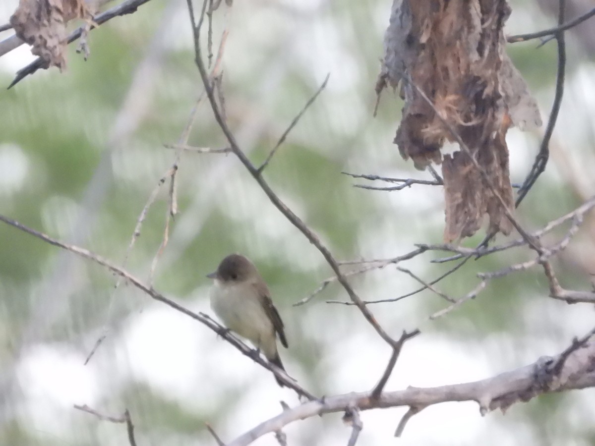 Willow Flycatcher - ML623950414