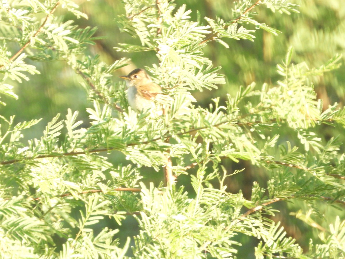 Willow Flycatcher - ML623950416