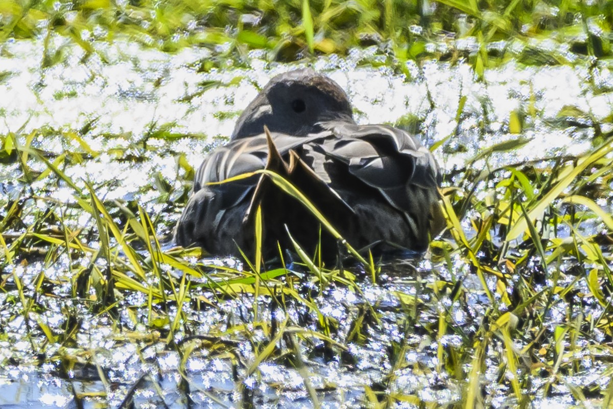 Yellow-billed Pintail - ML623950434