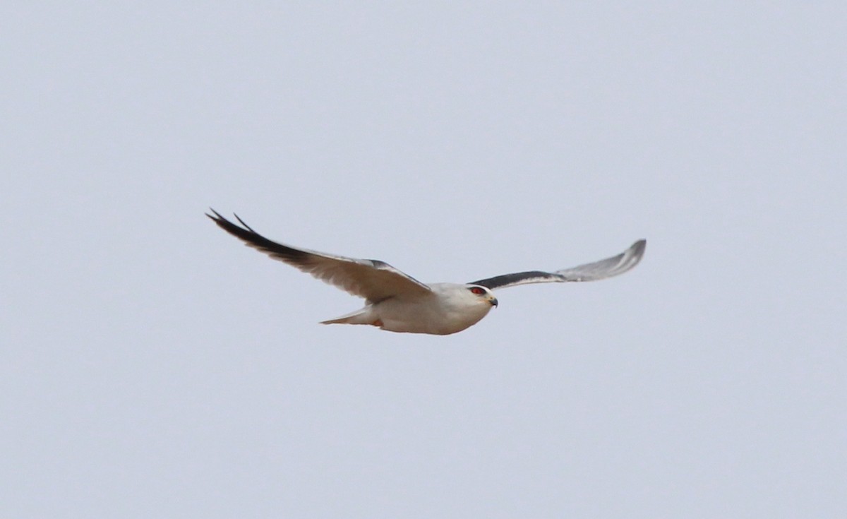 Black-winged Kite - ML623950435