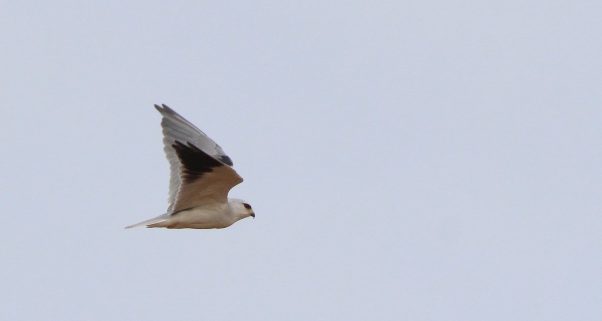 Black-winged Kite - ML623950436