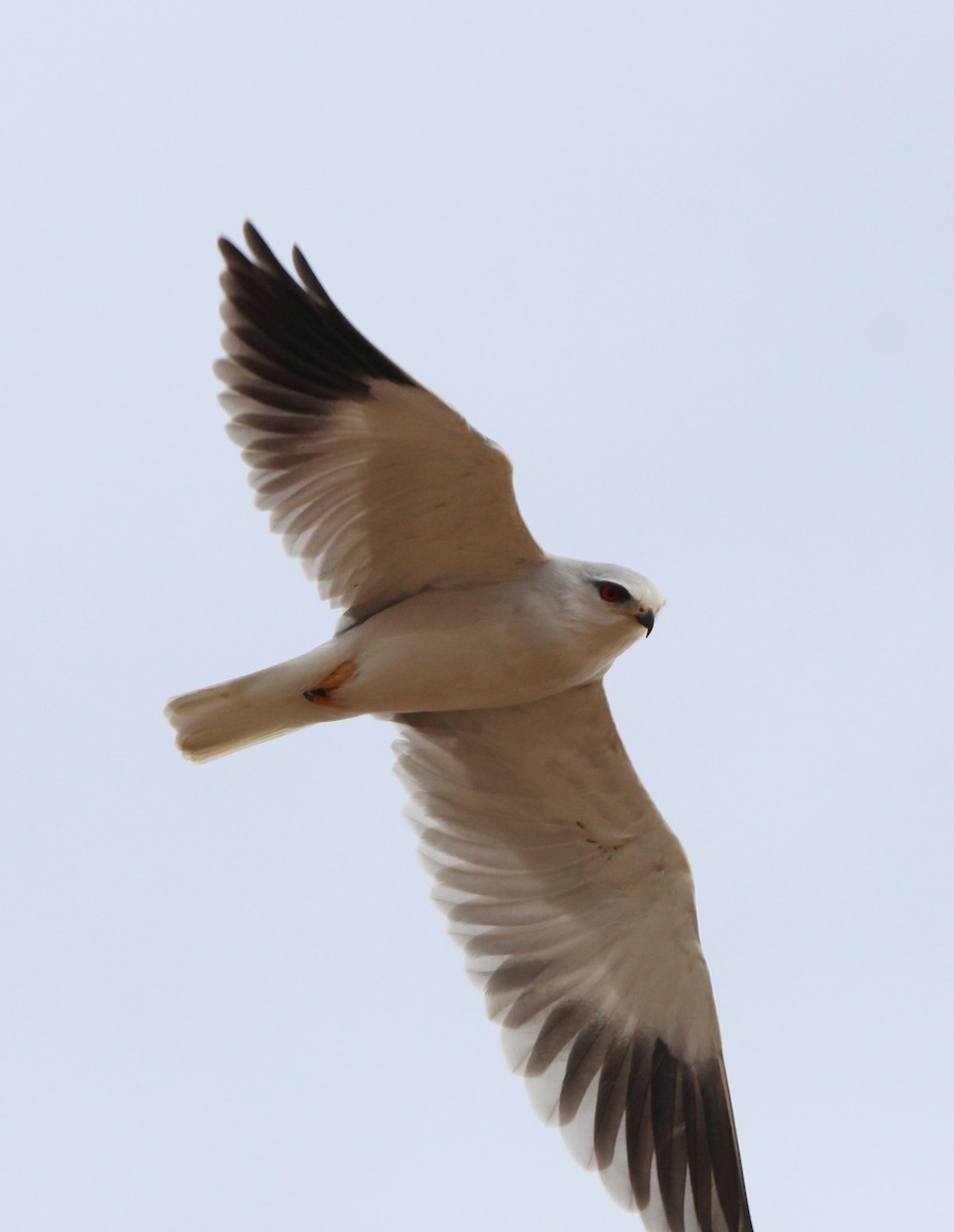 Black-winged Kite - ML623950437