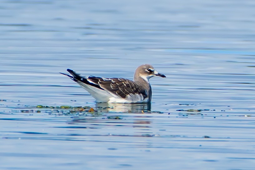 Gaviota de Sabine - ML623950449