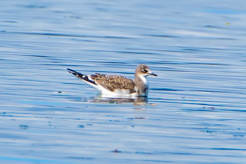 Gaviota de Sabine - ML623950450