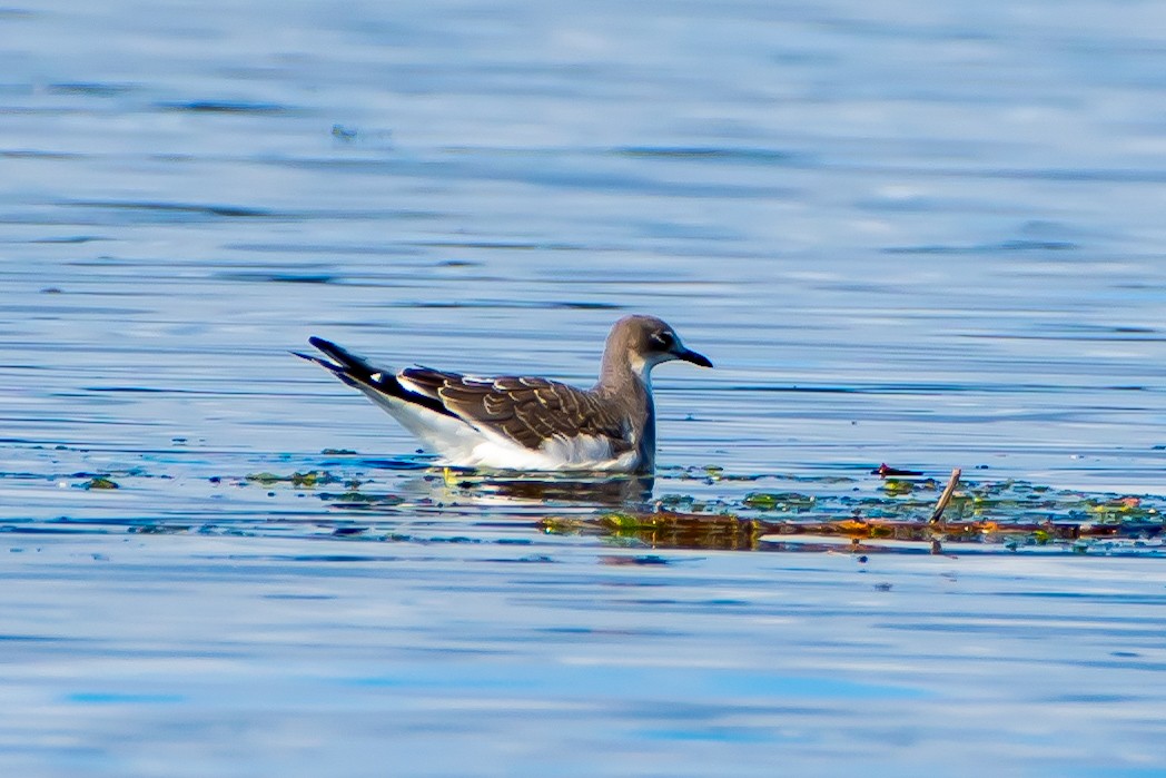 Gaviota de Sabine - ML623950451