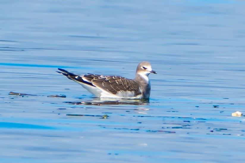 Gaviota de Sabine - ML623950452