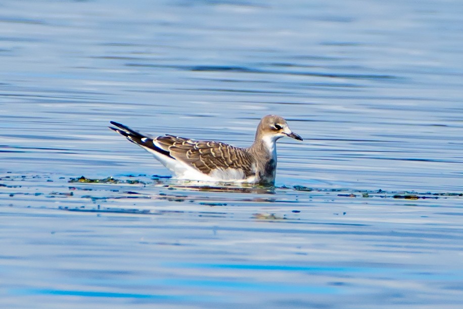 Gaviota de Sabine - ML623950453