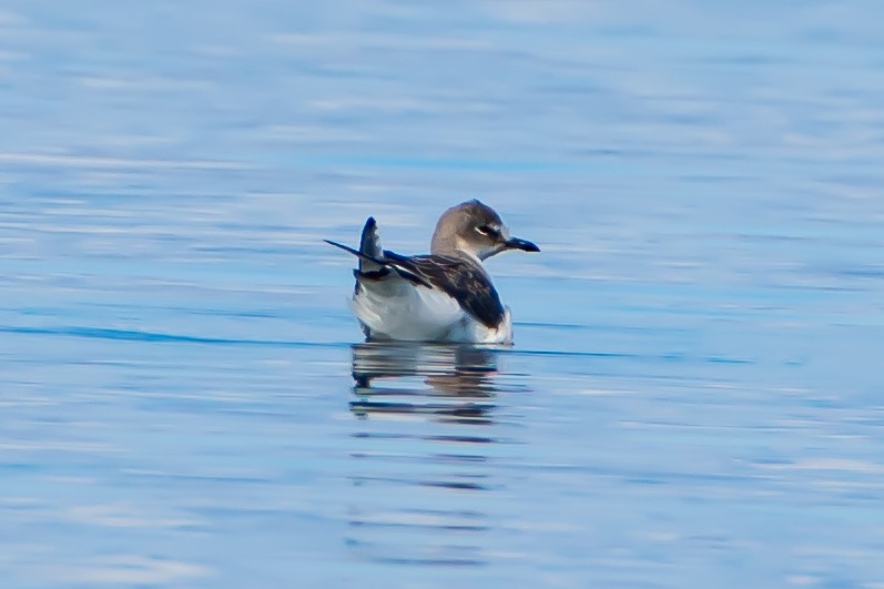 Gaviota de Sabine - ML623950454