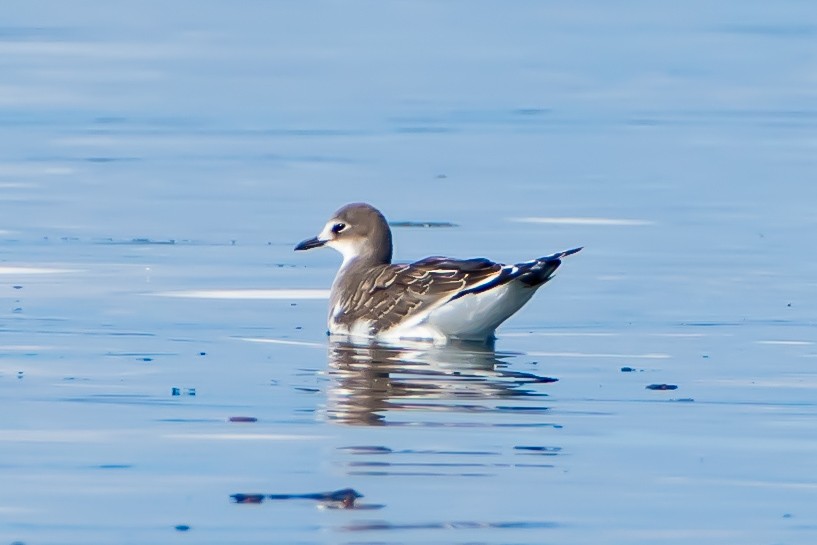 Gaviota de Sabine - ML623950455