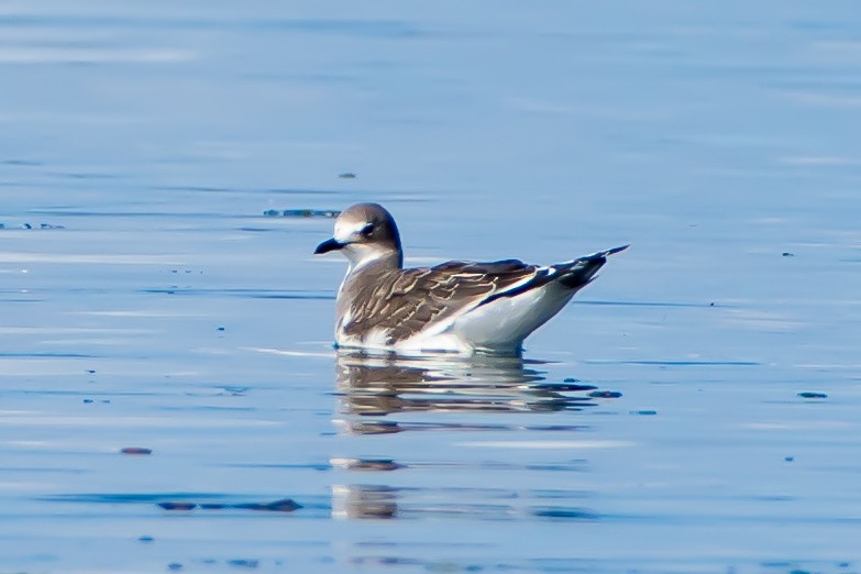 Gaviota de Sabine - ML623950457