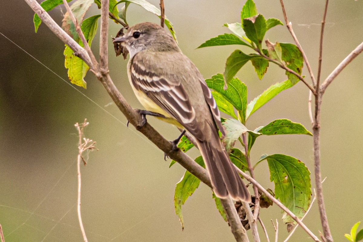 Swainson's Flycatcher - ML623950474