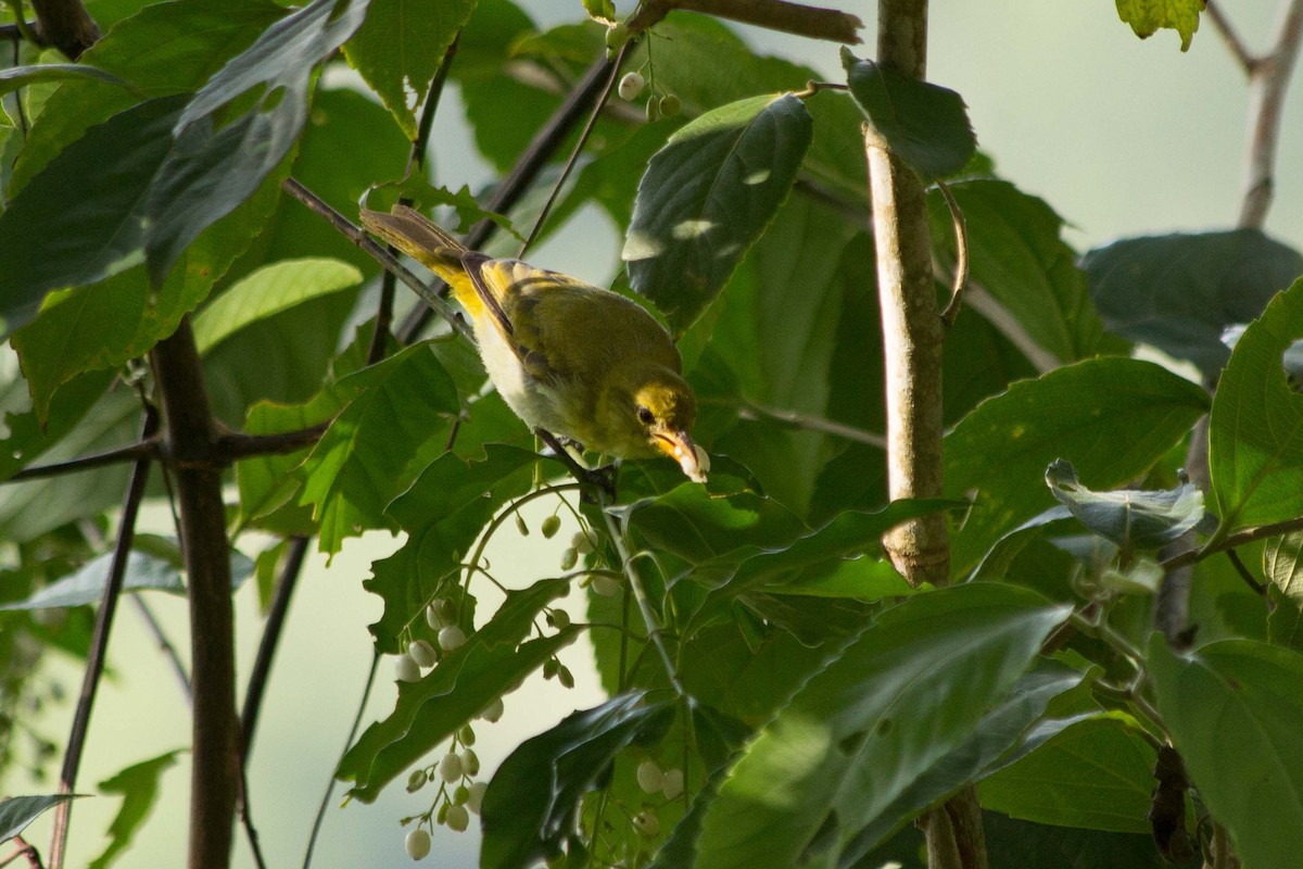 Guira Tanager - Lázaro Barreto