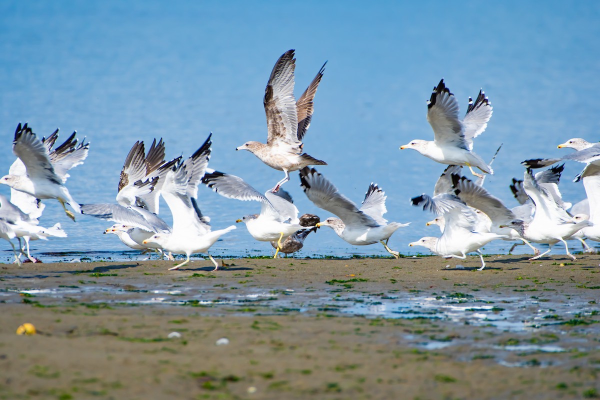 Gaviota Californiana - ML623950489