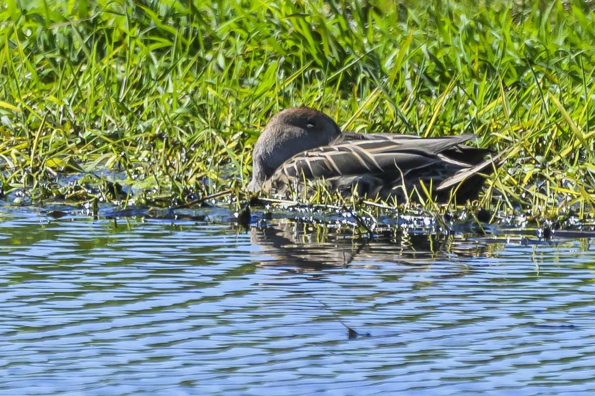 Yellow-billed Pintail - ML623950492