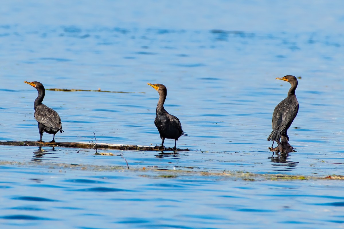 Cormorán Orejudo - ML623950493