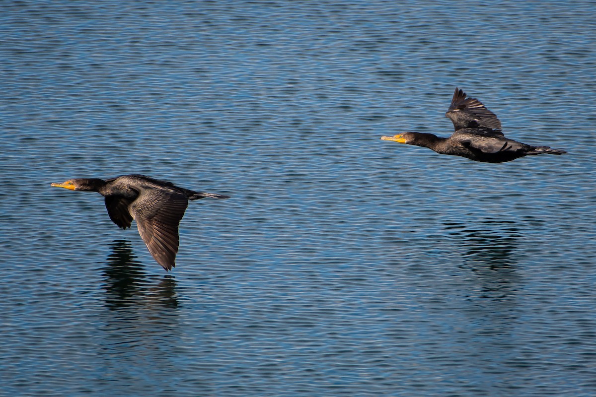 Cormorán Orejudo - ML623950497