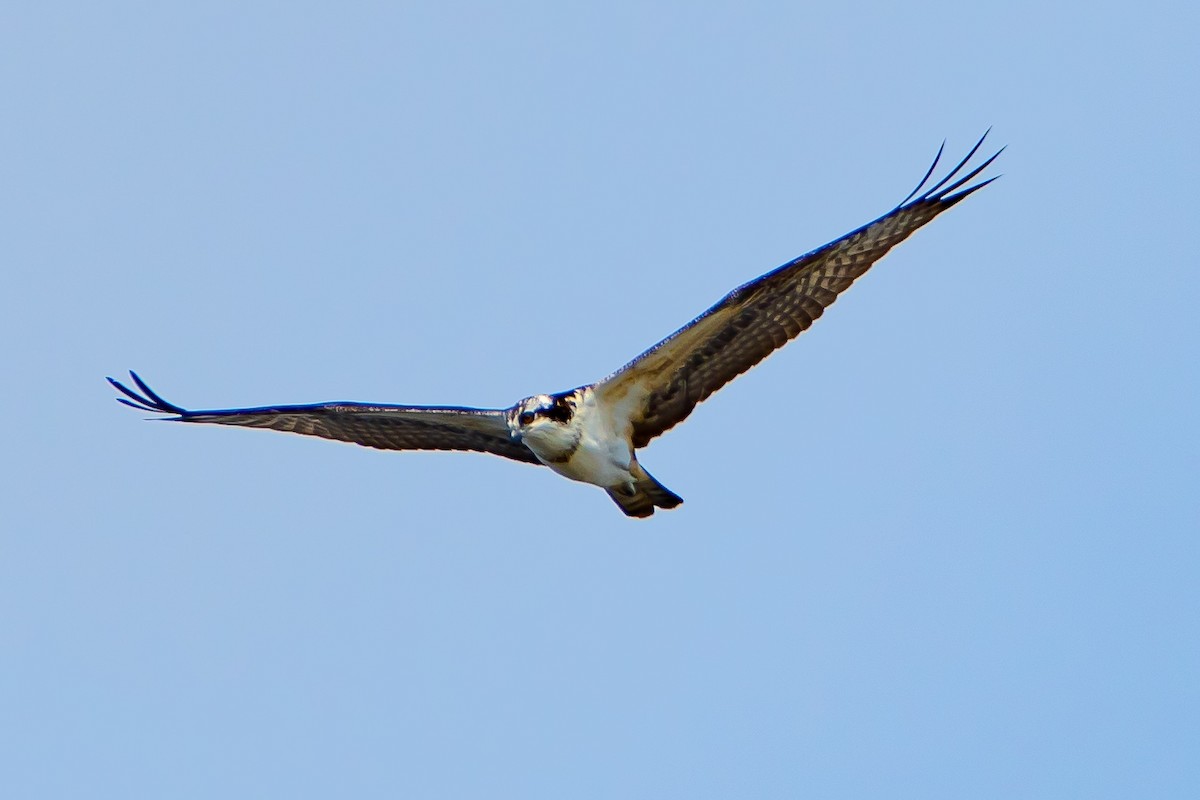 Águila Pescadora - ML623950507