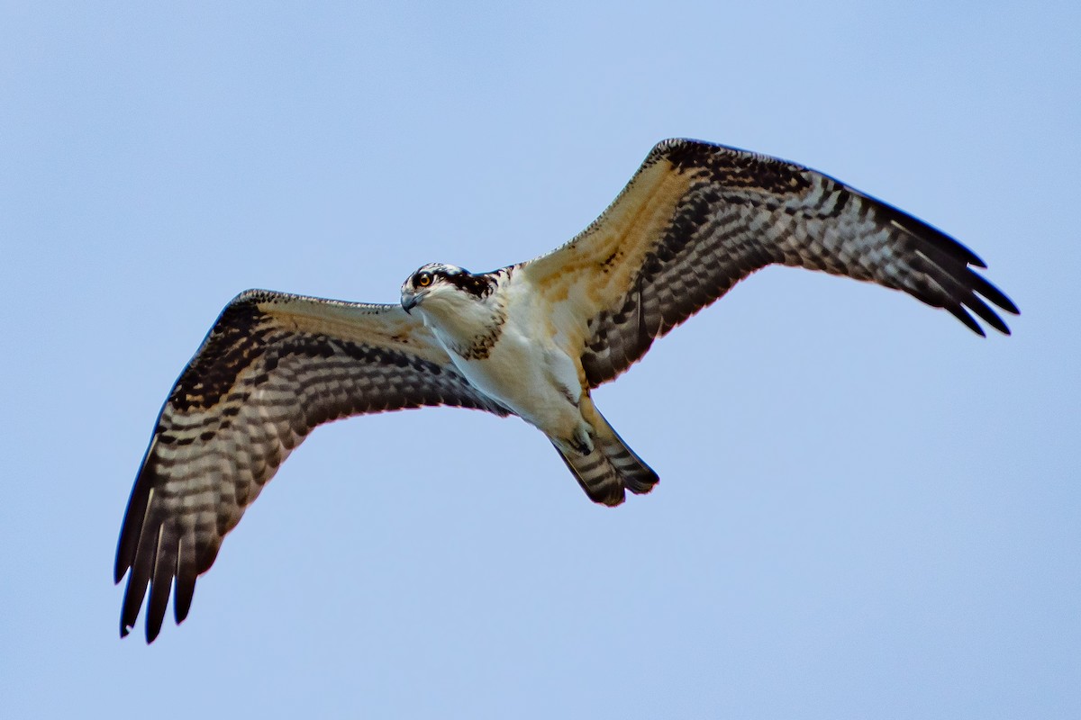 Águila Pescadora - ML623950508