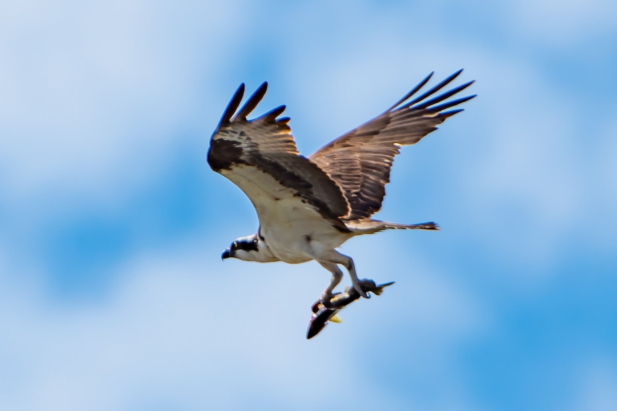 Águila Pescadora - ML623950509