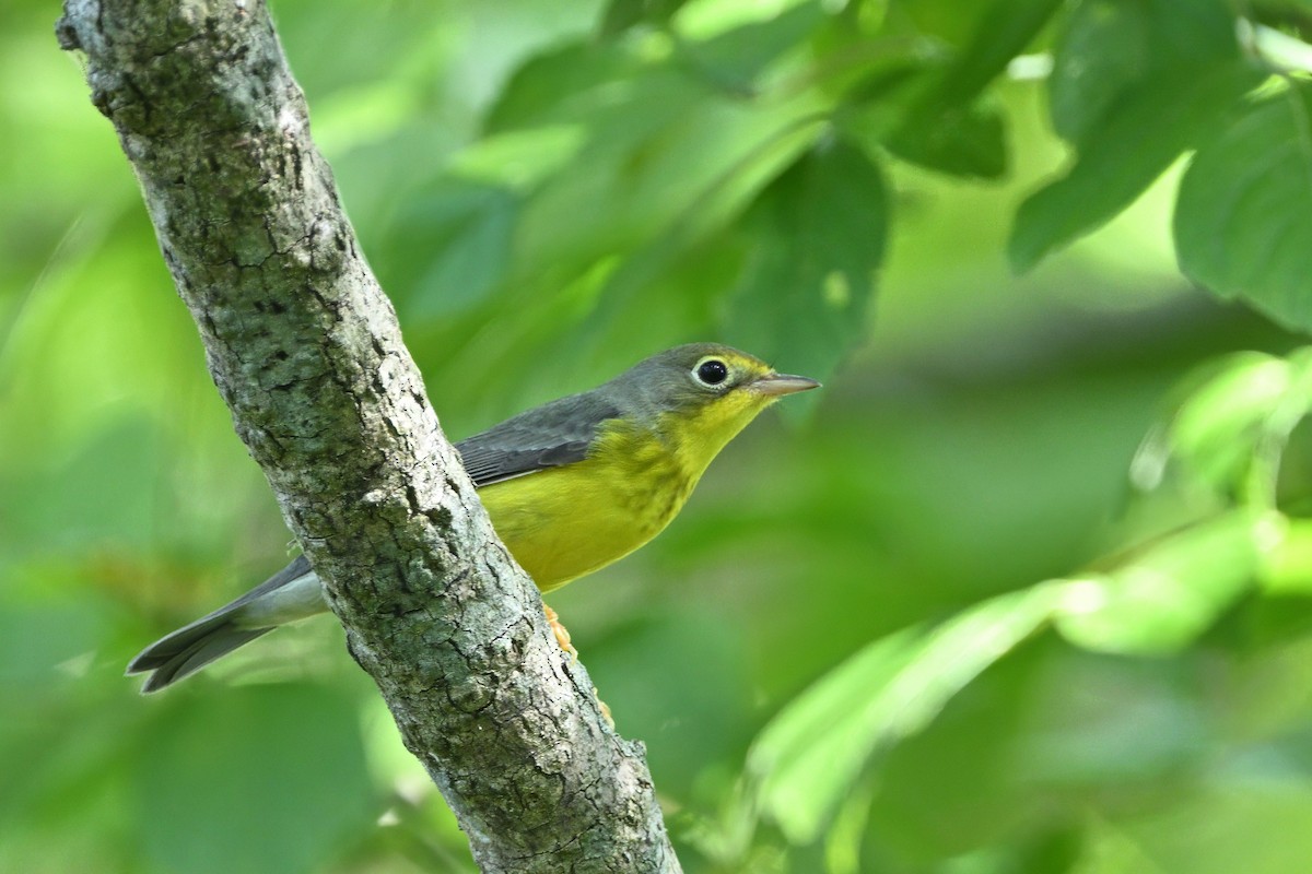 Paruline du Canada - ML623950514