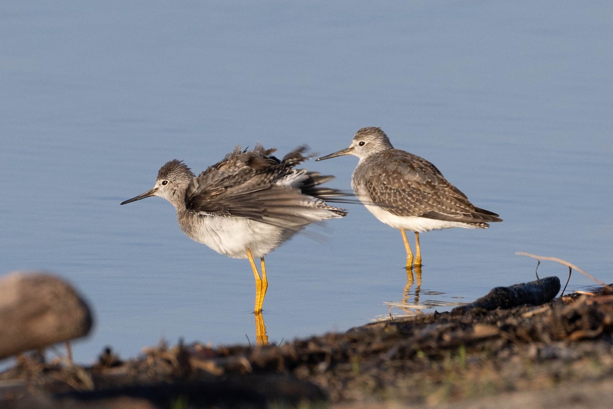 Lesser Yellowlegs - ML623950515