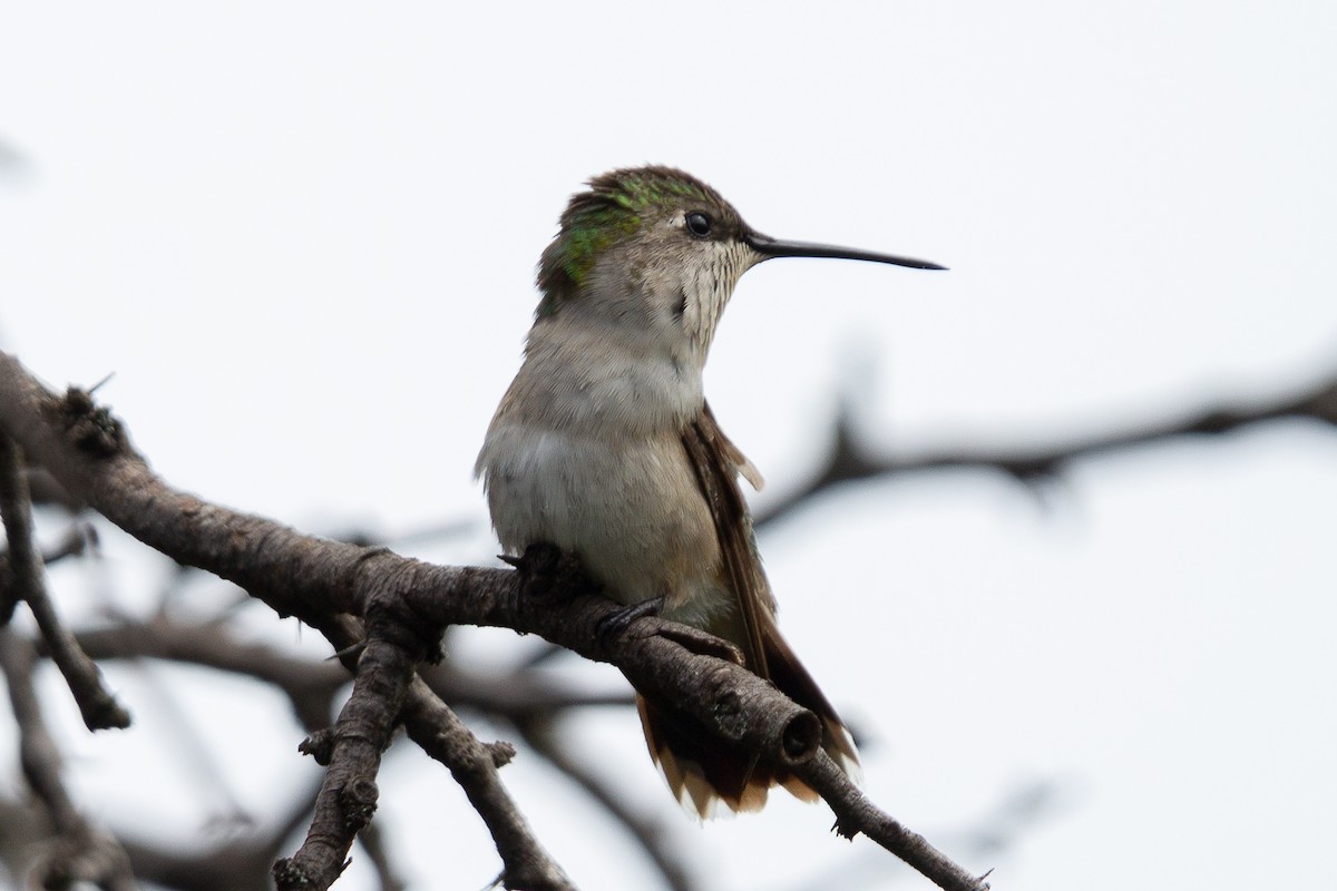 Ruby-throated Hummingbird - Dario Cantu