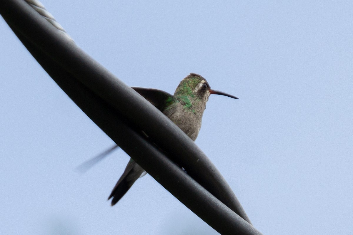 White-eared Hummingbird - ML623950518