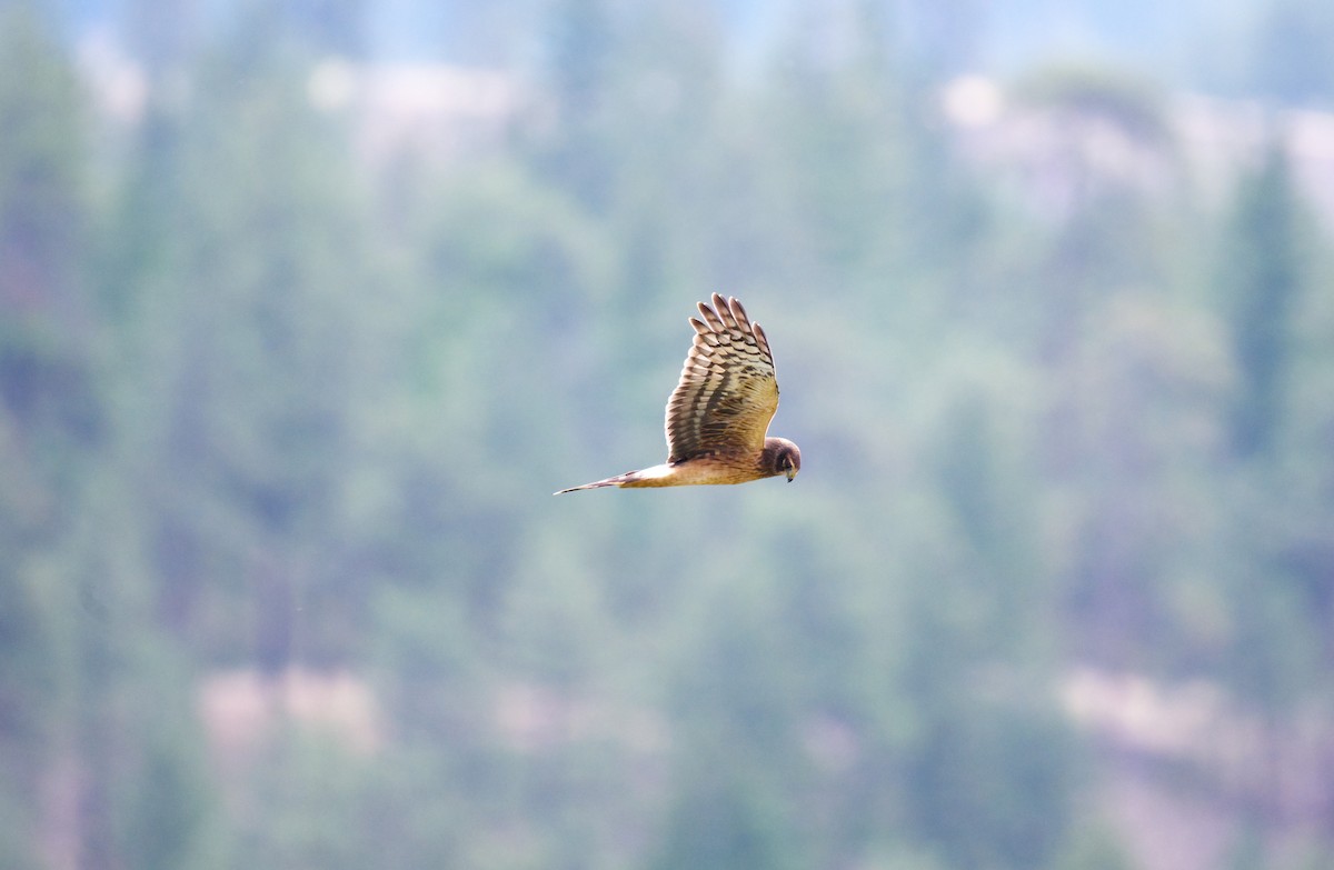 Northern Harrier - ML623950532